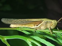 Stenocatantops splendens
