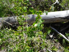 Symphoricarpos rotundifolius