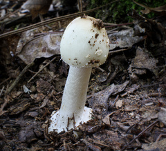 Amanita aestivalis