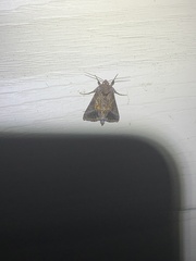 Autographa precationis