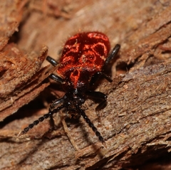 Lemodes coccinea