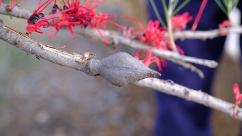 Image of Hakea orthorrhyncha by (c) Peter Crowcroft, some rights reserved (CC BY)