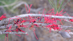 Hakea orthorrhyncha