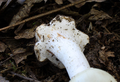 Amanita aestivalis