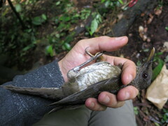 Turdus olivaceofuscus