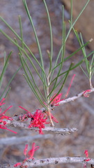 Hakea orthorrhyncha