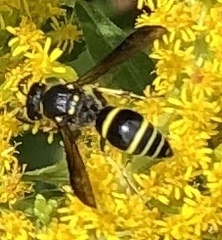 Ancistrocerus antilope