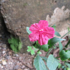 Acanthoideae