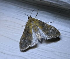Elophila gyralis