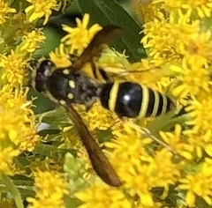 Ancistrocerus antilope