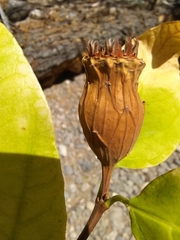 Calycanthus occidentalis