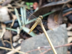 Brachythemis contaminata