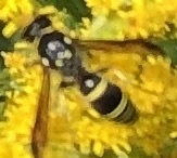 Ancistrocerus antilope