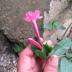 Acanthoideae