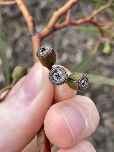 Image of Eucalyptus vittata by (c) Thomas Mesaglio, some rights reserved (CC BY)
