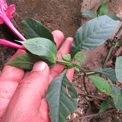 Acanthoideae