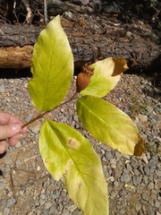 Calycanthus occidentalis