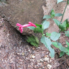 Acanthoideae