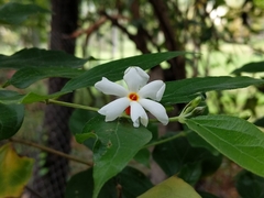 Nyctanthes arbor-tristis