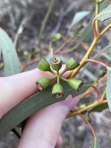 Image of Eucalyptus vittata by (c) Thomas Mesaglio, some rights reserved (CC BY)