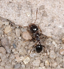 Pheidole bicarinata
