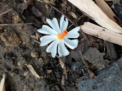 Nyctanthes arbor-tristis