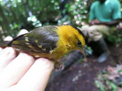 Ploceus sanctithomae