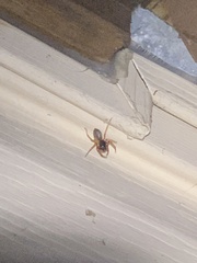 Trachelas tranquillus