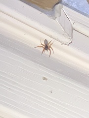 Trachelas tranquillus