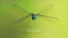 Polycanthagyna erythromelas