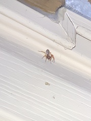 Trachelas tranquillus