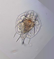 Macrochaetus