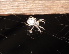 Larinioides cornutus