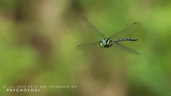 Polycanthagyna erythromelas