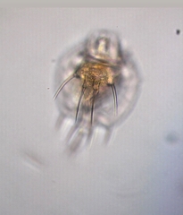Macrochaetus