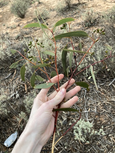 Image of Ribbon-Barked Mallet (Eucalyptus vittata) by (c) Thomas Mesaglio, some rights reserved (CC BY)