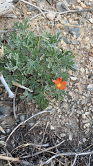 Sphaeralcea coccinea