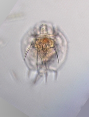 Macrochaetus
