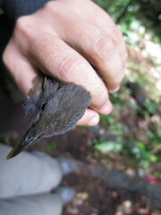 Turdus olivaceofuscus