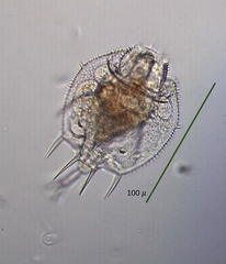 Macrochaetus