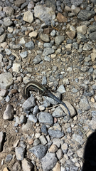 Plestiodon skiltonianus