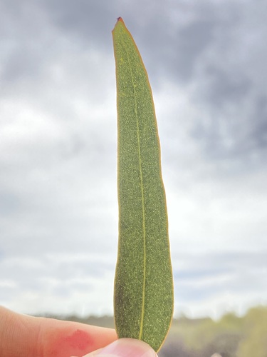Image of Ribbon-barked Mallet by (c) Thomas Mesaglio, some rights reserved (CC BY)