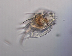 Macrochaetus