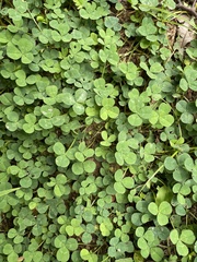 Trifolium repens