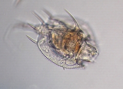 Macrochaetus