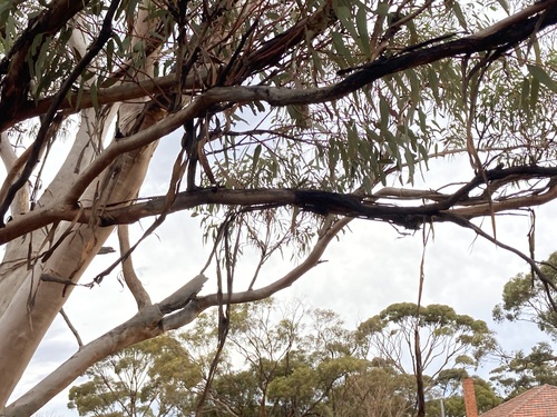 Image of Ribbon-Barked Mallet (Eucalyptus vittata) by (c) Thomas Mesaglio, some rights reserved (CC BY)