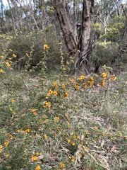 Pultenaea scabra