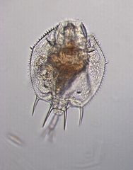 Macrochaetus