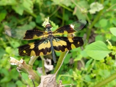 Rhyothemis variegata