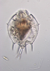 Macrochaetus